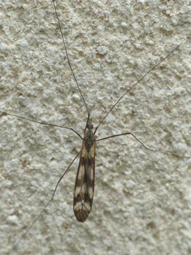 Réf. 181 807 : Tipula trifascingulata